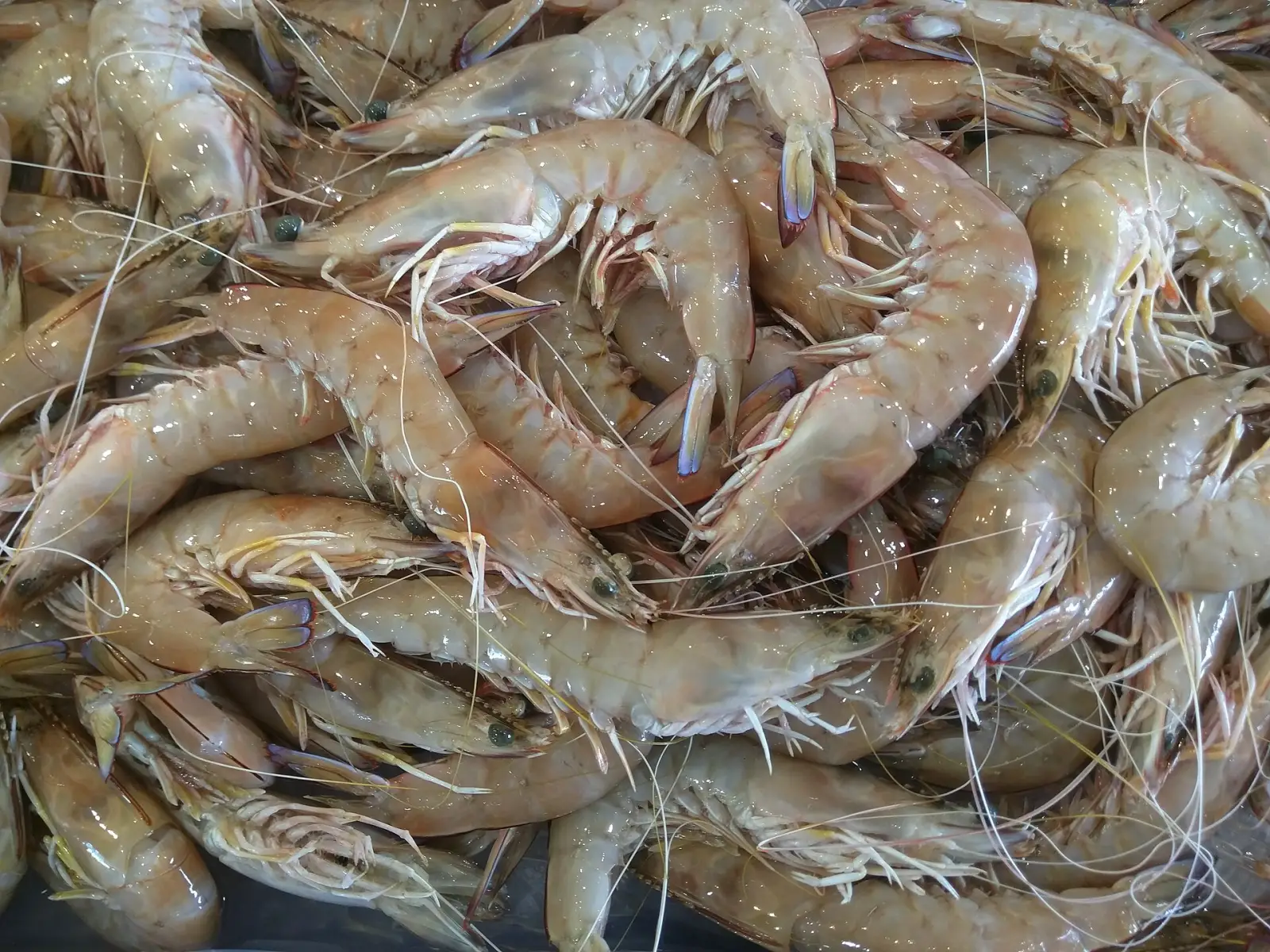 Prawns on ice at the Sydney Fish Market